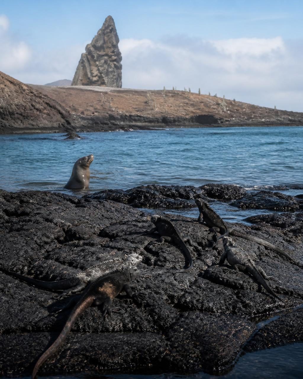 Marine iguanas and a sea lion on black lava rock below Pinnacle Rock in the Galápagos
